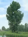Populus alba